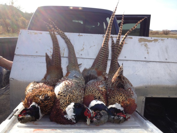 Pheasant season! Montana Fly Fishing & Bird Hunting